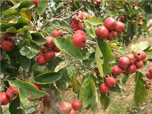 Hawthorn Fruit