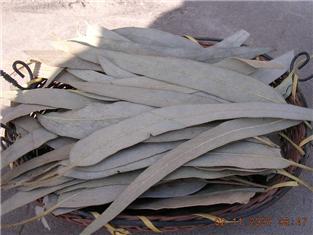 Eucalyptus Leaf