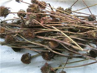 Echinacea Herb