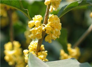 Sweet-scented Osmanthus