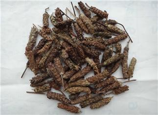 Selfheal Fruit Spike