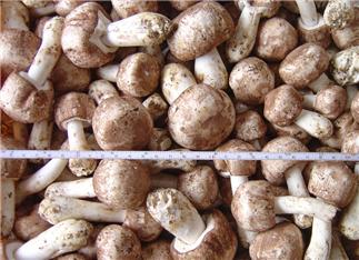 Royal Agaricus