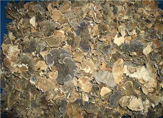 Turkey Tail