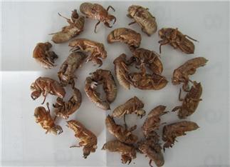 Cicada Slough