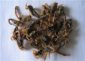 Scorpion