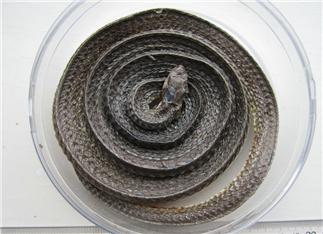 Pallas Pit Viper