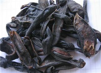 Leech
