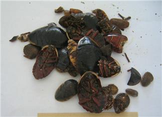 Ground Beetle