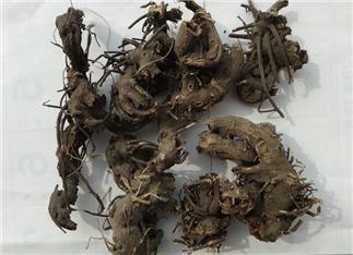 Largetrifoliolious Bugbane Rhizome