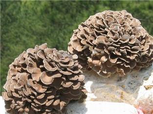 Maitake