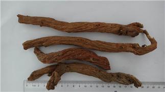 Red Sage Root