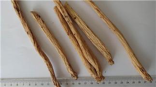 Pilose Asiabell Root