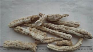 Mongolian Snakegourd Root