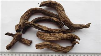 Figwort Root