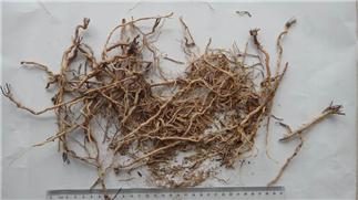 Thinleaf Milkwort Root