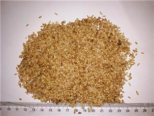 Chinese Arborviae Seed