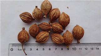 Villous Amomum Fruit