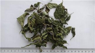 Wolfberry Leaf