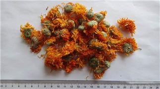 Calendula