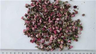 Peach Flower
