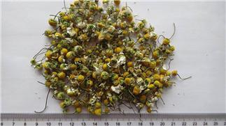 Chamomile