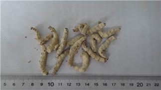 Silkworm