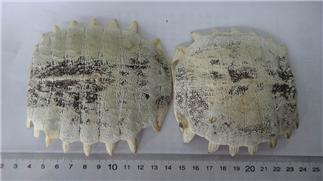 Turtle Shell