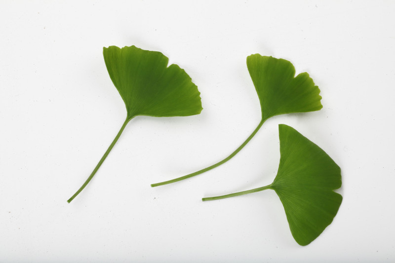 Ginkgo Leaf