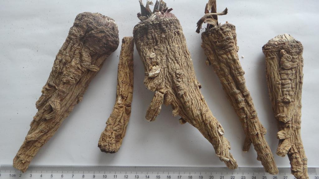 Dahurian Angelica Root