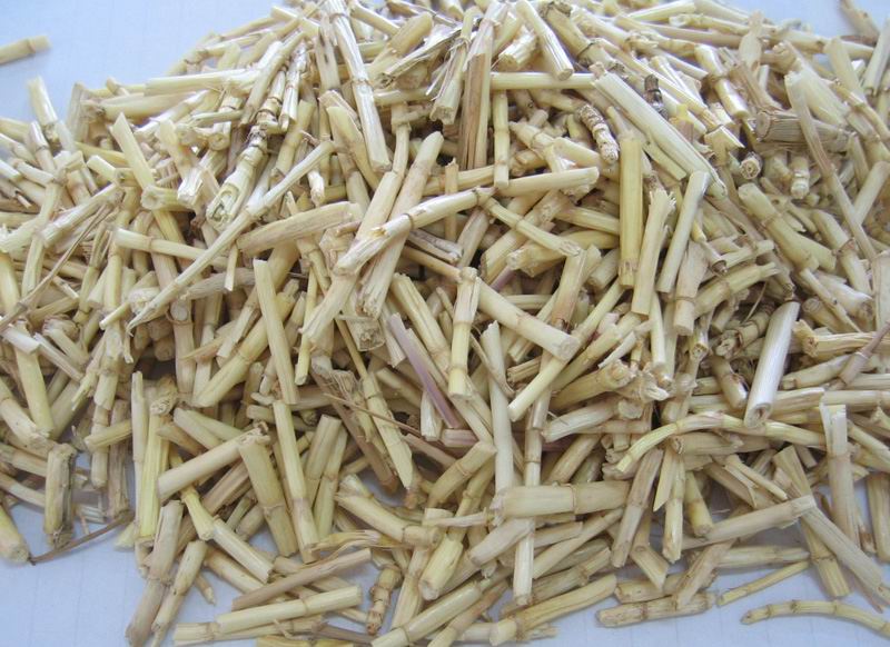 Lalang Grass Rhizome