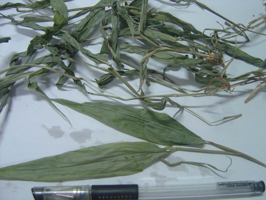 Lophatherum Herb